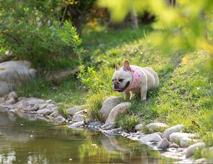 Pink patterned cooling collar worn by a French Bulldog standing on grass by a pond