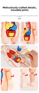 Macro shot showing removable human organs and rotating joints of a STEAM anatomy model
