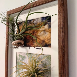 Modern wooden frame with magnetic wall mount and two live Tillandsia air plants