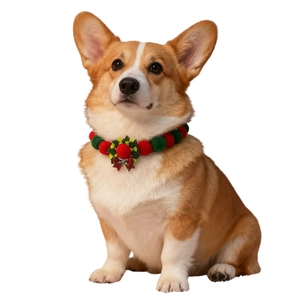Christmas pet collar with red and green plush balls and bow on a Corgi dog