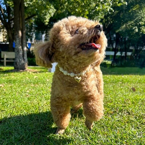 Brown teddy dog wearing a white pearl necklace with gold heart pendant on sunny lawn