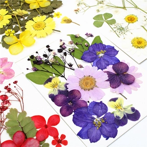 Vista macro di vari fiori secchi naturali e foglie disposti su cartoncini bianchi