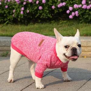 French Bulldog wearing a pink snowflake knitted sweater with classic leather patch