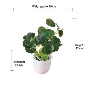 Detailed size chart showing artificial money grass height 22cm and width 19cm in white pot