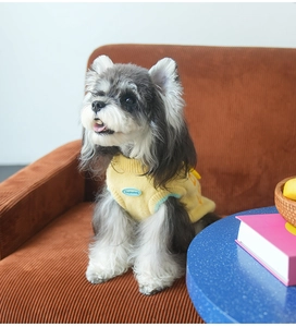 Detail of banana yellow pet sweater on a Schnauzer dog with blue patch and green trim