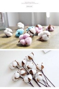 Detailed view of dried cotton flower heads in white and pink for home decoration