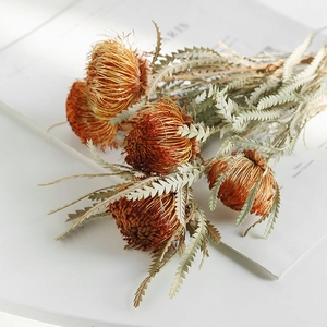 Fleurs De Banksia Séchées Naturelles Style Nordique Décoration Maison Arrangement Vase Accessoires Photographie Décor Florale Mariage