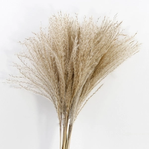 Detailed close-up of fluffy pampas grass bouquet with natural beige dried flower textures