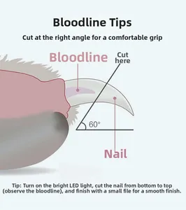 Guide showing 60-degree safe cutting angle for pet nails and bloodline position