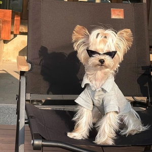 Gray polo shirt and black cat-eye sunglasses for pets worn by a small dog outdoors