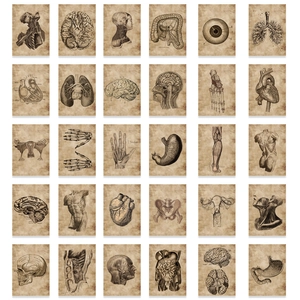 30-piece vintage human anatomy sticker set featuring organs and skeletal illustrations