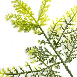 Close-up of artificial pine branches with realistic yellow-green gradient for DIY decor