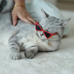 Triangle Pet Sunglasses Resin Lens PC Frame Fashionable Hip Hop Cat Eye Glasses For Cats Small Dogs