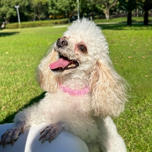 Collare per cani in perle rosa intrecciate su un barboncino bianco in un parco