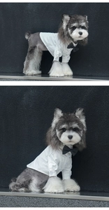 Detail of pet white formal shirt with black bowtie and buttons for small dogs