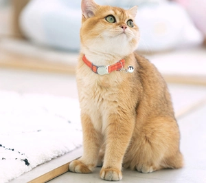Collare riflettente arancione per gatti con campanello indossato da un gatto