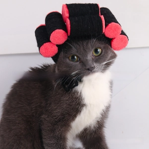Close-up of funny vintage sponge roller wig on a cat for pet costume dressing