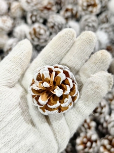Macro shot of a pine cone with white coating held by a white knitted glove for decoration