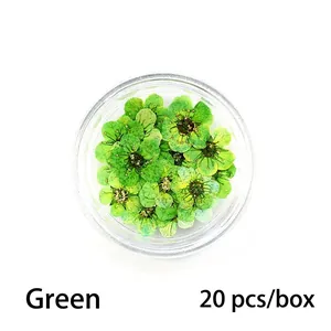 Macro shot of 20 pieces of green dried mini plum flowers for nail art in a clear box