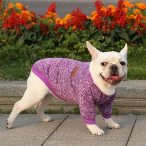 French Bulldog wearing purple knit dog sweater with classic leather tag in outdoor setting