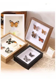 Macro view of 5cm deep shadow box frame with preserved butterfly specimen labels