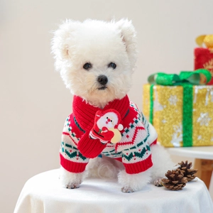 Detail of red and white knit Christmas pet sweater and scarf on a small Bichon dog