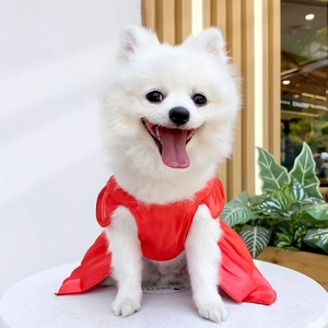 Detail of red satin pet wedding dress with puff sleeves on a white Pomeranian dog