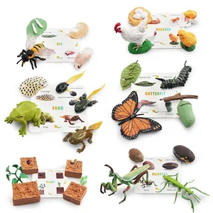 Set of 6 life cycle models including bee, frog, and butterfly with educational cards