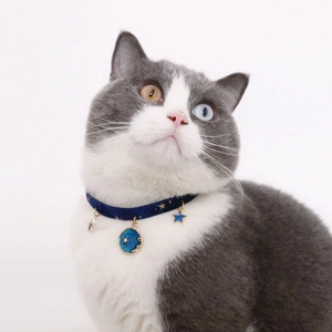 Detail of blue velvet pet collar with star and moon pendant on a white cat