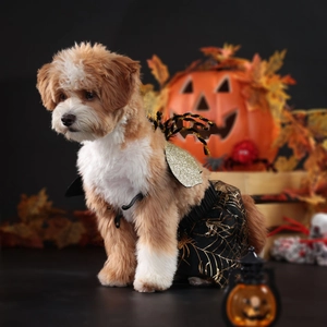 Halloween pet costume featuring a black spider web dress and gold glitter wings on a small dog