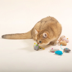 Golden British Shorthair cat playing with colorful plush mouse toys on beige background
