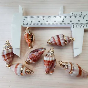 Makroaufnahme von natürlichen Spiralmuscheln mit vergoldeten Kanten und Metallringen