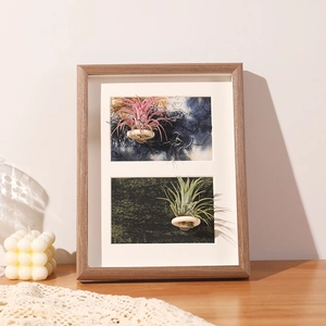 Detail of wooden air plant frame featuring light wood texture and natural Tillandsia