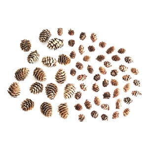 Natural dried pine cones in various sizes for DIY crafts and rustic home decorations