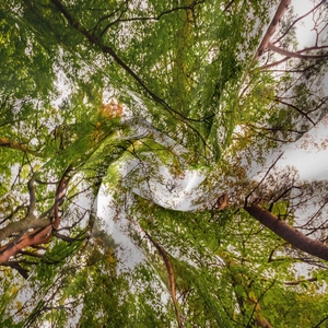 Vista macro dettagliata della trama del tessuto con stampa a foresta e caduta morbida
