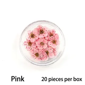 Macro shot of 20 pieces pink dried plum blossoms for nail art in a clear round box