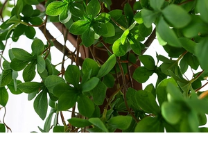 Macro view of artificial green leaves with realistic vein textures and sunlight