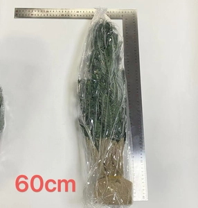 60cm mini green Christmas tree with burlap base measured against a scale