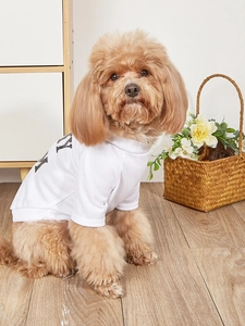 Brown Teddy dog wearing a white mesh breathable T-shirt with black letter print