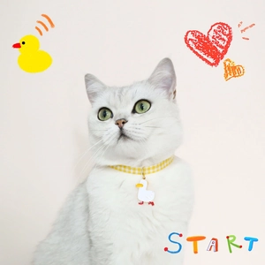 Close-up of a white cat wearing a yellow checkered collar with a white duck pendant