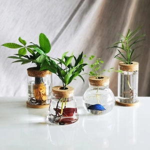 Creative glass hydroponic vases with cork stoppers for aquatic plants and micro landscapes