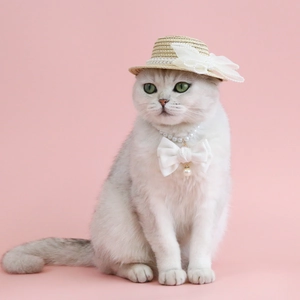 Detail of pet straw hat with lace and pearl bow collar on a silver shorthair cat