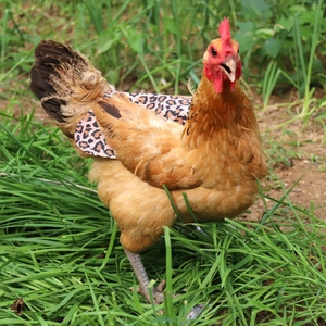 Close-up of leopard print poultry saddle protector on a hen in outdoor grassy environment