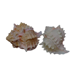 Natural Chicoreus Ramosus seashell decor for aquariums with pink and white spiky texture