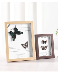 Detail of wooden display frame featuring blue Morpho butterfly and botanical text specimen