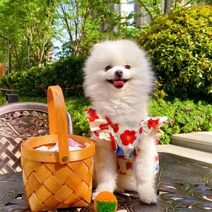 Outdoor lifestyle view of Pomeranian dog wearing a floral pet dress on a metal chair