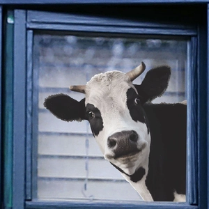 Peeking black and white cow wall sticker for window and home glass decoration