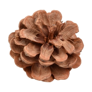 Natural pine cone Christmas tree ornament in dark brown for festive window decoration