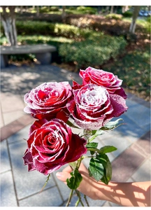 Detail of red frosted roses with artificial snow texture and green leaves held outdoors