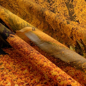 Detailed view of the digital print autumn forest landscape on high-quality polyester fabric
